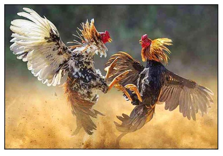 THIENHABET Cockfighting – Bet Online, Huge Profits