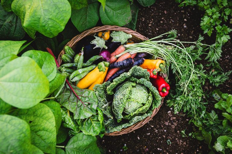 Choosing the Best Vegetable Seeds for Your Farm or Garden