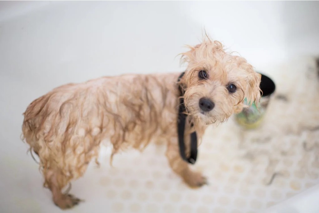 The Benefits of Professional Grooming for Your Pet’s Well-Being